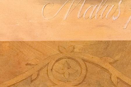 Фрагмент Malus Pumila.