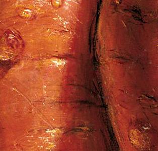 Фрагмент Морковь