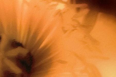 Фрагмент Mystic Poppies II