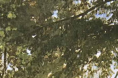 Фрагмент На опушке леса. Полдень. 1871.