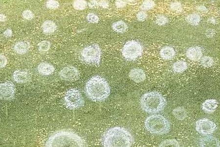 Фрагмент Одуванчики.1981.