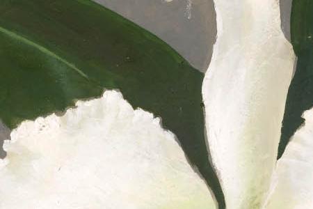 Фрагмент Орхидеи