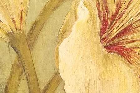 Фрагмент Ornamental Lily