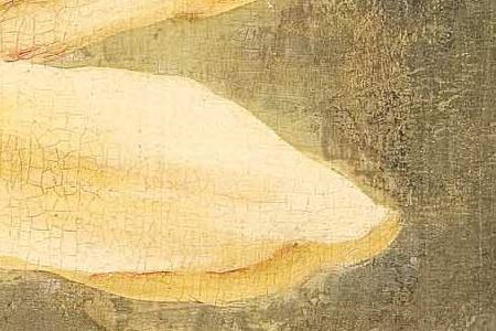 Фрагмент Ornamental Lily