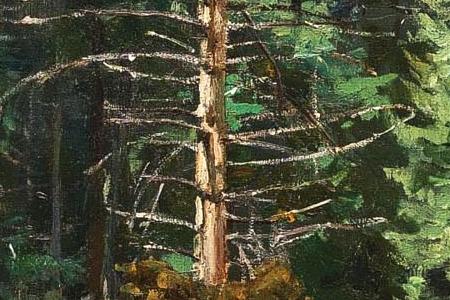 Фрагмент PINE FOREST