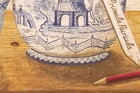 Фрагмент Primula Auricula.