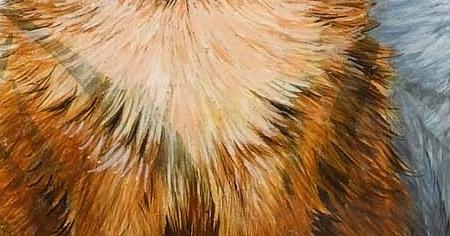 Фрагмент Пять кошек, Рыжий во главе