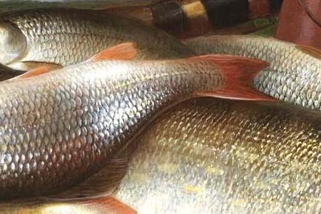 Фрагмент Речной улов