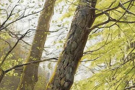 Фрагмент RIVER FLOWING THROUGH A TRANQUIL FOREST