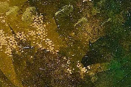 Фрагмент Rural idyll