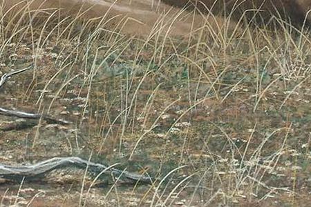 Фрагмент Семья Львов