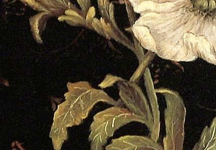 Фрагмент Silver Poppy