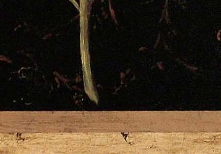 Фрагмент Silver Poppy