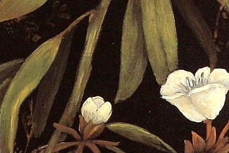 Фрагмент Silver  Rhododendron