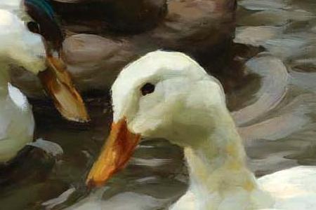 Фрагмент THE DUCK POND