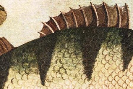 Фрагмент THE FISHING CLUB