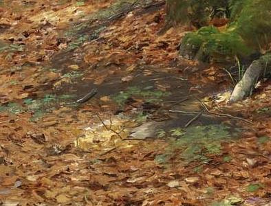 Фрагмент THE WOODLAND GLADE