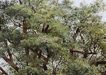Фрагмент TREES 1836
