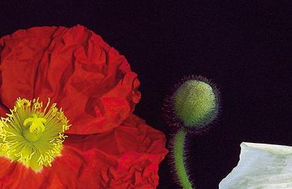 Фрагмент Цветные маки на черном II