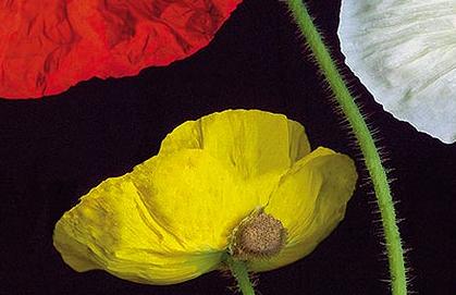 Фрагмент Цветные маки на черном II