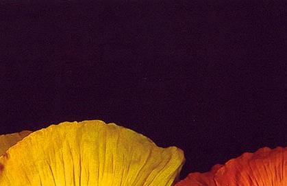 Фрагмент Цветный маки на черном