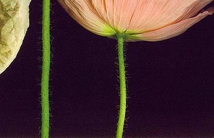 Фрагмент Цветный маки на черном