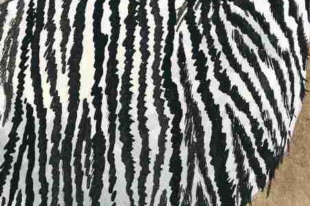 Фрагмент Зебра