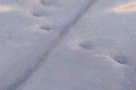 Фрагмент Зимой в горах