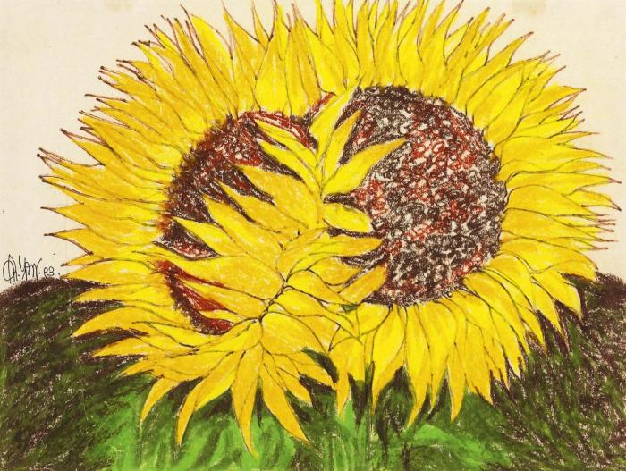 Два подсолнуха