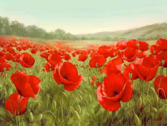 Field of Poppies