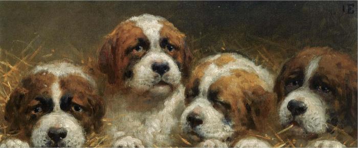 FOUR CURIOUS SAINT BERNARDS PUPPIES