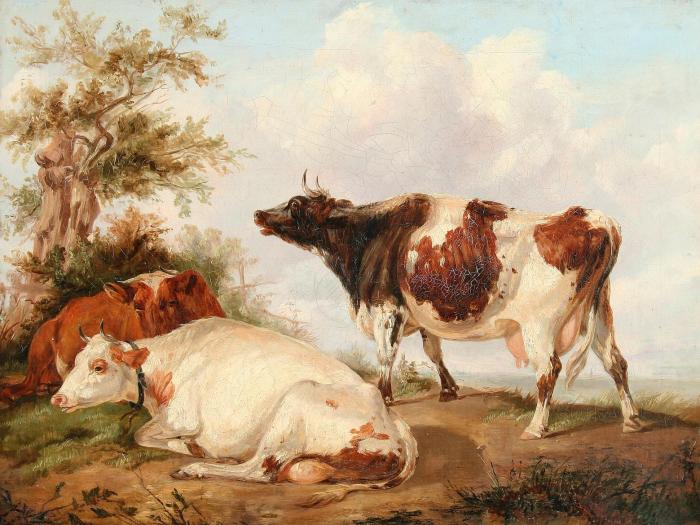 Коровы пасуться в поле