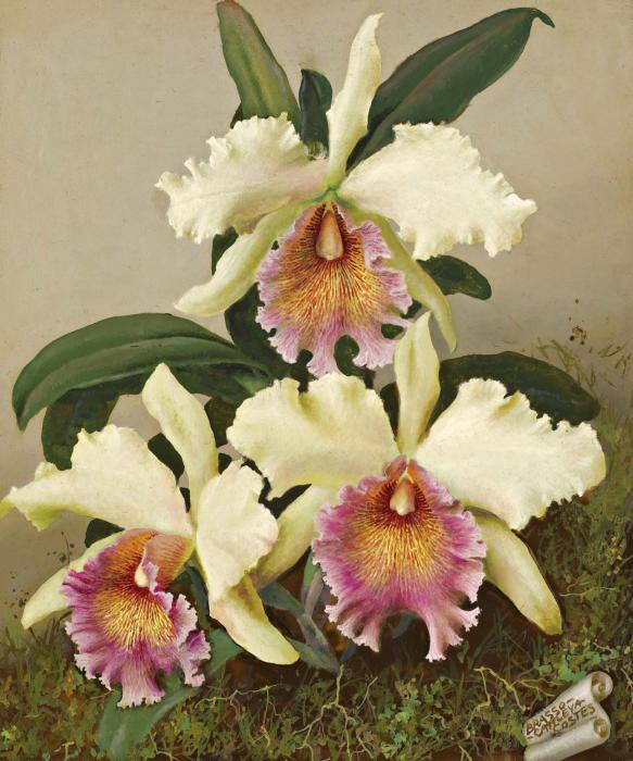 ORCHIDS