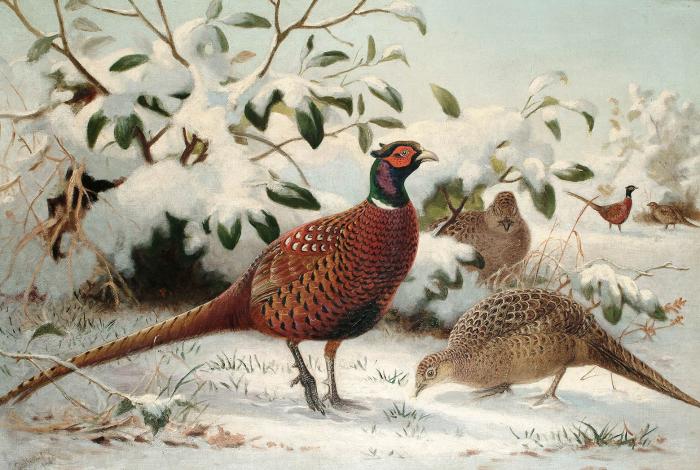 Pheasants in the snow