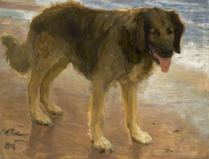 Северный пес