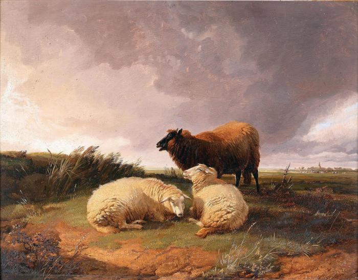 Sheep in the highlands