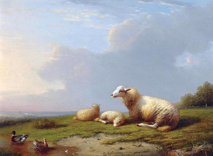 SHEEP RESTING WITH DUCKS IN A LANDSCAPE SHEEP AND CHICKENS