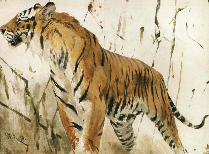 STUDY OF A TIGER