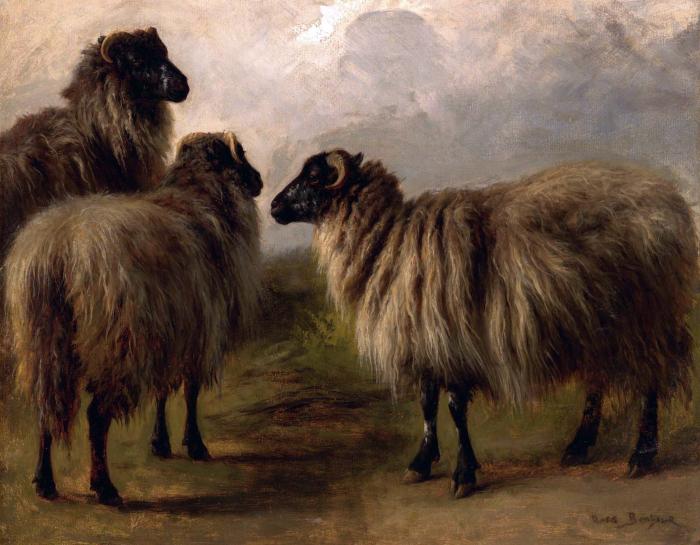 THREE WOOLY SHEEP