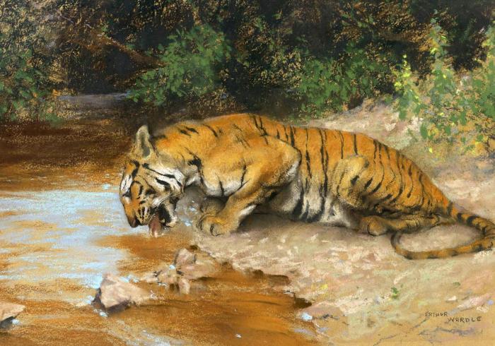 TIGER DRINKING